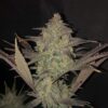 ROC BUD INC - GRAPE SLURRI AUTO STRAIN - AUTO FEM - 5 PACK - Image 3