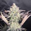 ROC BUD INC - GRAPE SLURRI AUTO STRAIN - AUTO FEM - 5 PACK - Image 4