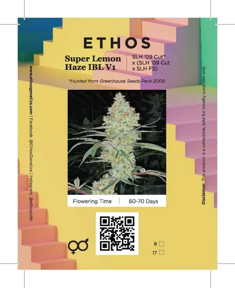 Super Lemon Haze IBL V1 | Ethos Genetics | REG Photoperiod Seeds