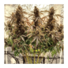 DUTCH PASSION - POWER PLANT STRAIN - AUTO FEM - Image 2