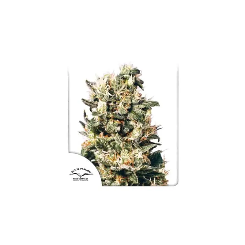 Euforia | Dutch Passion | FEM Photoperiod Seeds