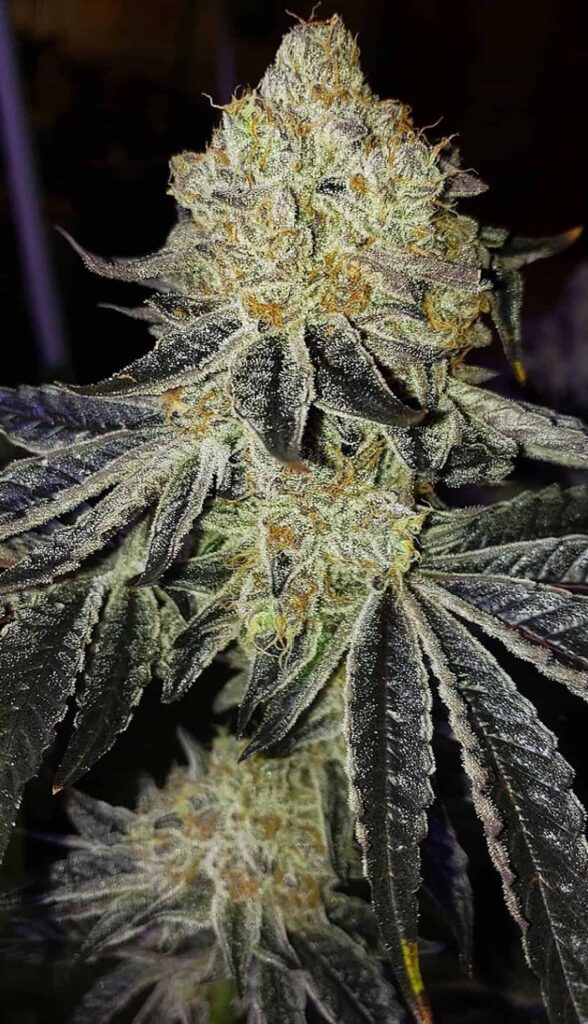 Mandarin Zkittlez F1 | Ethos Genetics | REG Photoperiod Seeds