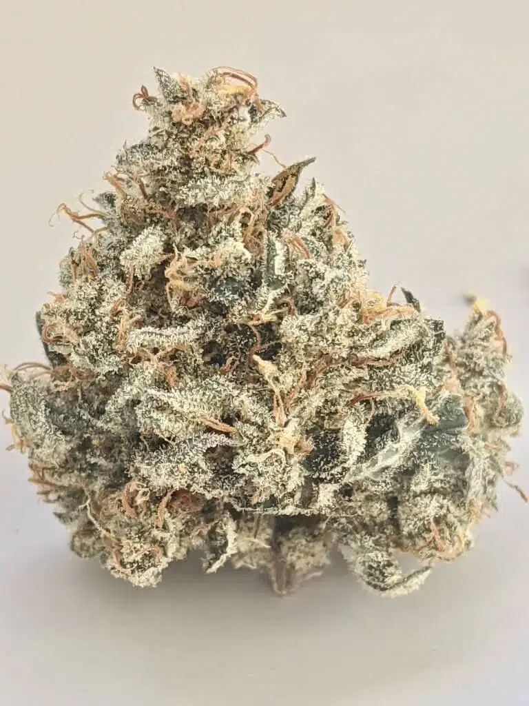 TWENTY20 MENDOCINO – TRIZZLERS STRAIN – AUTO FEM