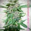 SOFEM GENETICS - BLOOD LEMON NARCOS STRAIN - AUTO FEM - 3 PACK - Image 2