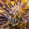 JINXPROOF - KUSH CREAM DREAM STRAIN - REG PHOTO - 12 PACK - Image 7