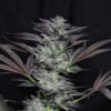 TWENTY20 MENDOCINO - BUBBAWHIP STRAIN - FEM PHOTO - Image 9