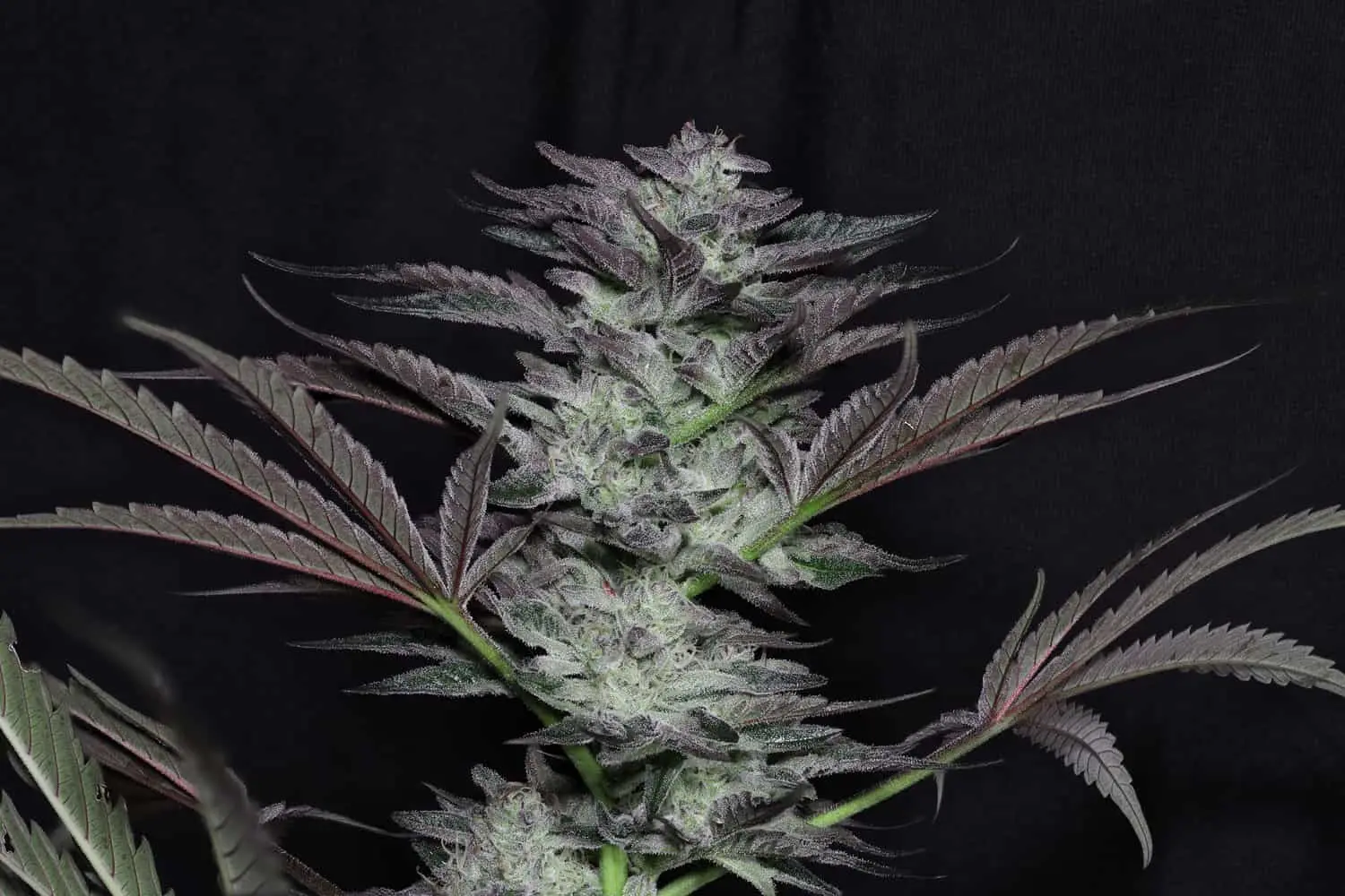TWENTY20 MENDOCINO – BUBBAWHIP STRAIN – FEM PHOTO