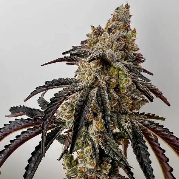 EXOTIC GENETIX - QUIKZ STRAIN - FEM PHOTO - 6 PACK