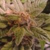 BINARY SELECTIONS - FUNKADELIC STRAIN - AUTO FEM - 5 PACK - Image 2