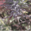 TRIDENT SEEDS - TOSHKU STRAIN - REG PHOTO - Image 2