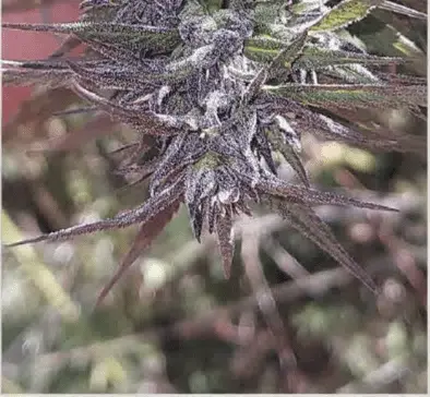 TRIDENT SEEDS – TOSHKU STRAIN – REG PHOTO