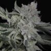 TWENTY20 MENDOCINO - BUBBAWHIP STRAIN - FEM PHOTO - Image 5