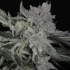 9f8225 Mv2