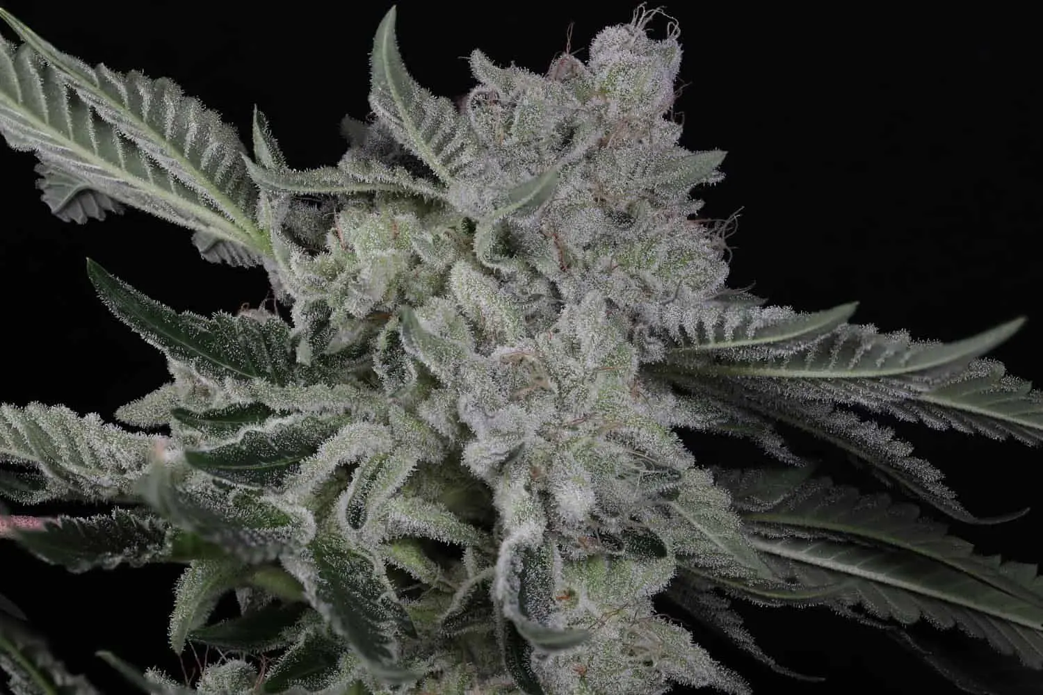 TWENTY20 MENDOCINO – BUBBAWHIP STRAIN – FEM PHOTO