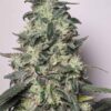 TWENTY20 MENDOCINO - MUCHACHA (FORMERLY GLUE SNIFFER) STRAIN -  AUTO FEM - Image 4