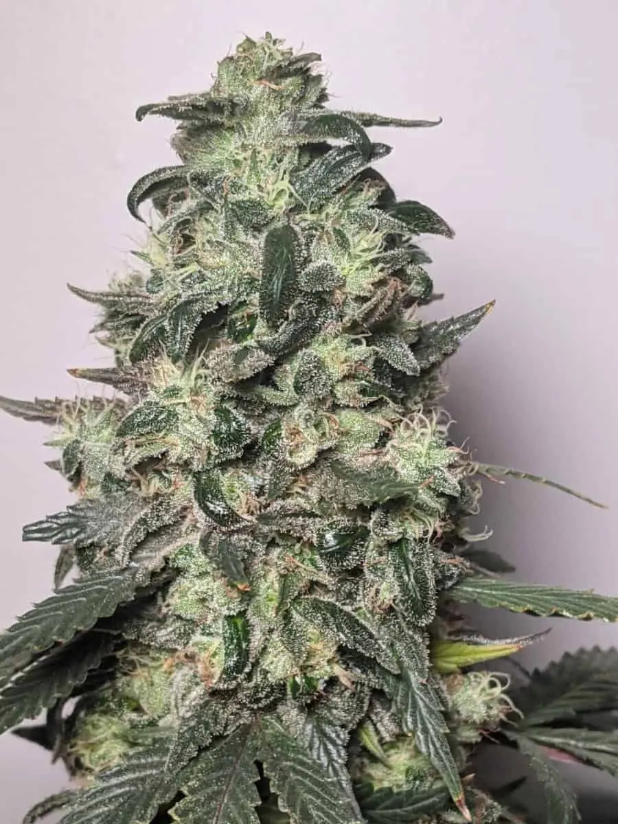 TWENTY20 MENDOCINO – MUCHACHA (FORMERLY GLUE SNIFFER) STRAIN –  AUTO FEM