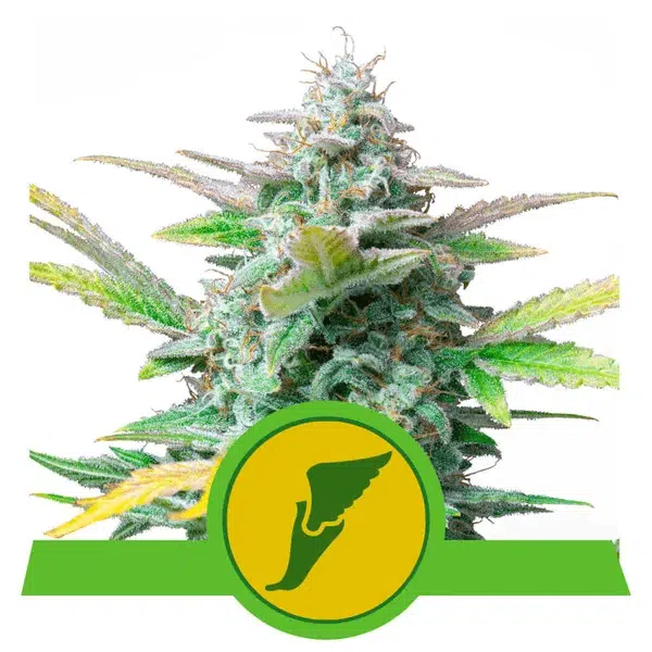 ROYAL QUEEN SEEDS - QUICK ONE STRAIN- AUTO FEM