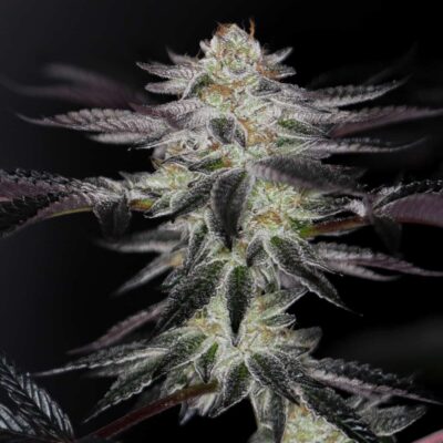 SIN CITY SEEDS - EVERCRISP STRAIN - FEM PHOTO -7 PACK - Image 2