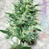 SOFEM GENETICS - POMONA SKUNK STRAIN - AUTO FEM - 3 PACK - Image 2
