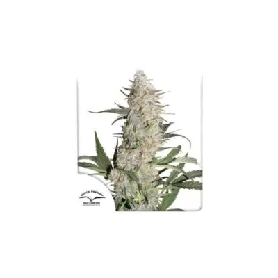 Critical Orange Punch | Dutch Passion | FEM Photoperiod Seeds