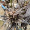 KAGYU - SPROUTWAYS - BIG SUR COLOMBIAN RED STRAIN - REG PHOTO - 10 PACK - Image 4