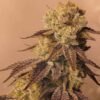 JINXPROOF GENETICS - 9LB HAMMER STRAIN - REG PHOTO - 12 PACK - Image 3