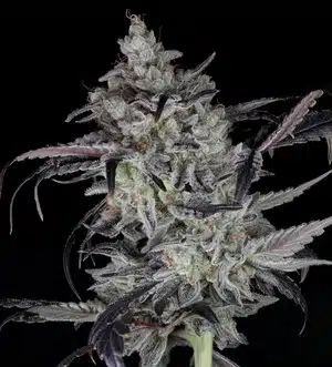 TWENTY20 MENDOCINO - CALI COUTURE STRAIN - FEM PHOTO