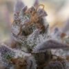 NIGHT OWL - QUICKSAND COOKIES STRAIN - AUTO FEM - 3 PACK - Image 5