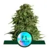 9f8225 Mv2