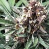 MOSCA SEEDS/TIKI MADMAN - ICE PIE x RASPBERRY BOOGIE STRAIN - FEM PHOTO - 6 PACK - Image 7