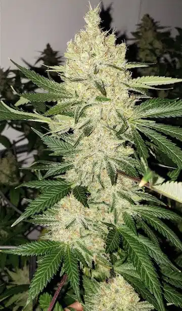 Super Lemon Haze F5 | Ethos Genetics | REG Photoperiod Seeds