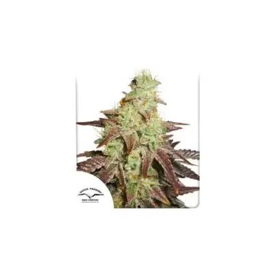 Night Queen Auto | Dutch Passion | FEM Autoflower Seeds