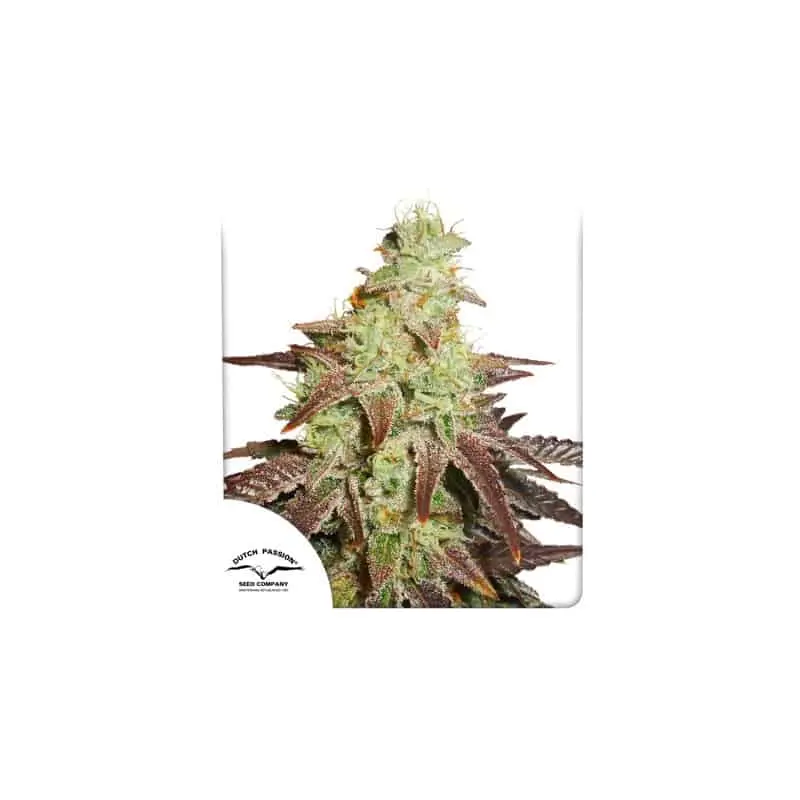Night Queen Auto | Dutch Passion | FEM Autoflower Seeds