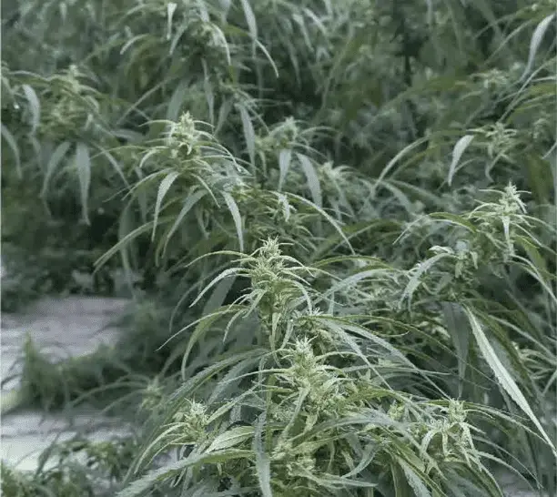 TRIDENT SEEDS - LANGTANG NEPAL CHINA BORDER STRAIN - REG PHOTO
