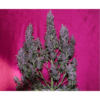 SEED STOCKERS - PURPLE PUNCH AUTO STRAIN - AUTO FEM - Image 2