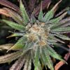 JINXPROOF GENETICS - HASHGOOBERRY F2 STRAIN - REG PHOTO - 12 PACK - Image 9