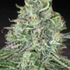 TWENTY20 MENDOCINO - TRIZZLERS STRAIN - AUTO FEM - Image 5