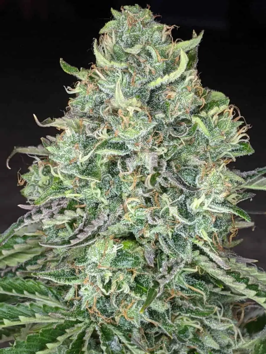 TWENTY20 MENDOCINO – TRIZZLERS STRAIN – AUTO FEM