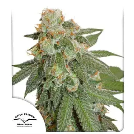 Orange Bud Auto | Dutch Passion | FEM Autoflower Seeds