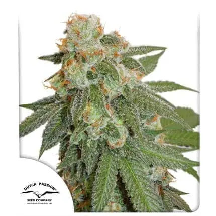 Orange Bud Auto | Dutch Passion | FEM Autoflower Seeds