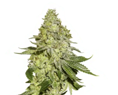 SEED STOCKERS -  SHERBET STRAIN - FEM PHOTO