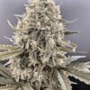 TWENTY20 MENDOCINO - TRIZZLERS STRAIN - AUTO FEM - Image 2