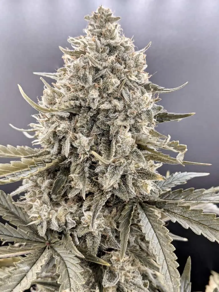 TWENTY20 MENDOCINO – TRIZZLERS STRAIN – AUTO FEM