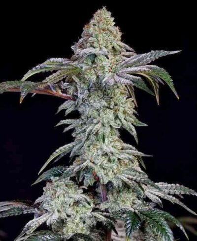 ETHOS GENETICS - GRANDPA'S COOKIES #6 S1 STRAIN - FEM PHOTO