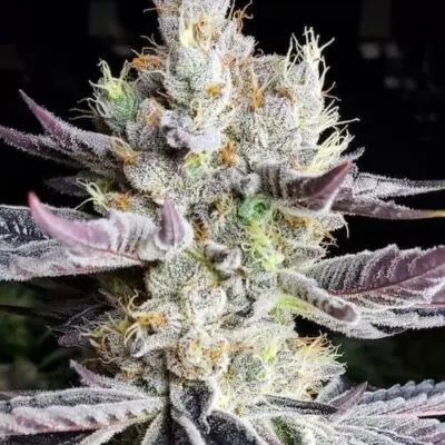 Booberry Cookies RBX | Ethos Genetics | FEM Photoperiod Seeds