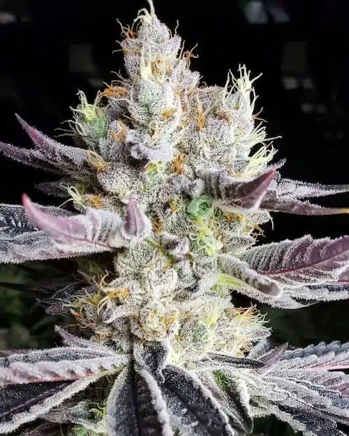 Booberry Cookies RBX | Ethos Genetics | FEM Photoperiod Seeds