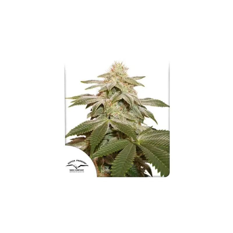 Sugar Bomb Punch | Dutch Passion | FEM Photoperiod Seeds