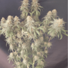SEED STOCKERS - PINEAPPLE STRAIN- FEM PHOTO - Image 2