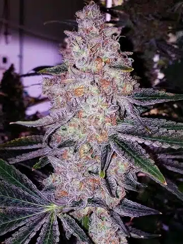 Planet Of The Grapes RBX | Ethos Genetics | FEM Photoperiod Seeds