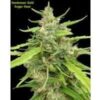 SEEDSMAN - SUGAR HAZE STRAIN - REG PHOTO - 10 PACK - Image 2